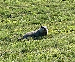 Marmota monax