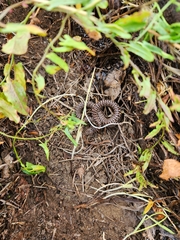 Coluber constrictor flaviventris