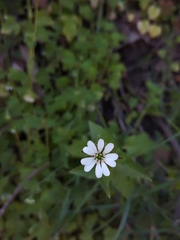 Stellaria chilensis