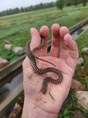 Coluber constrictor flaviventris
