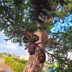 Cupressus macrocarpa