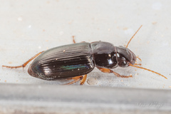 Selenophorus
