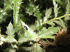 Phratora