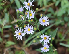 Symphyotrichum anomalum