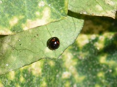 Chilocorus bipustulatus