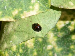 Chilocorus bipustulatus