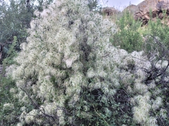 Clematis drummondii
