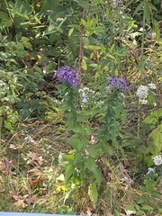 Symphyotrichum novae-angliae