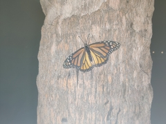 Danaus plexippus