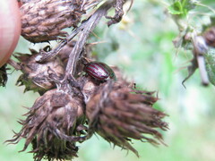 Chrysolina americana