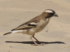 Plocepasser mahali mahali