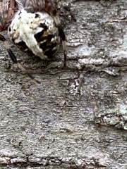 Araneus bicentenarius