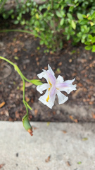 Dietes grandiflora