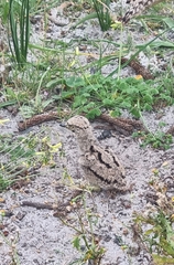 Burhinus capensis capensis