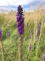 Lobelia fenestralis