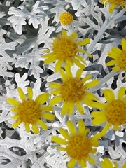 Constancea nevinii