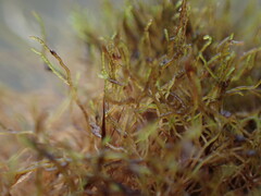 Cephaloziella