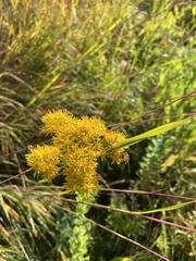 Solidago rigida