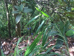 Dianella ensifolia