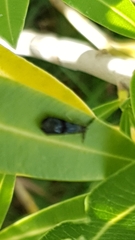 Mystacides azureus