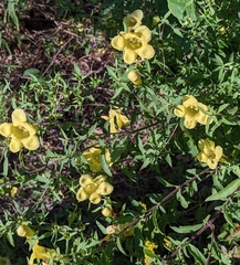 Aureolaria grandiflora