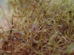Cephaloziella