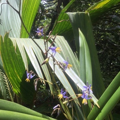 Dianella ensifolia