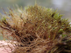 Cephaloziella