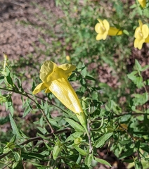 Aureolaria grandiflora