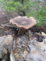 Lactarius helvus