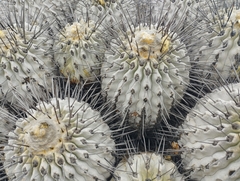Copiapoa dealbata
