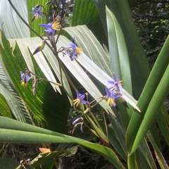 Dianella ensifolia