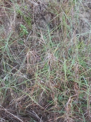 Paspalum vaginatum