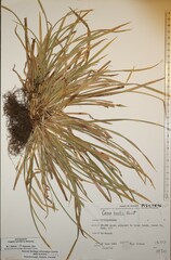Carex backii