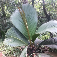 Verschaffeltia splendida