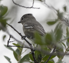 Vireo plumbeus