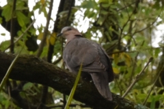 Streptopelia semitorquata
