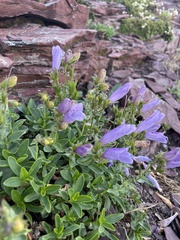 Penstemon ellipticus