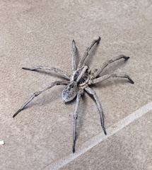 Lycosinae
