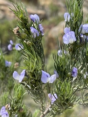 Psoralea