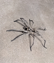 Lycosinae