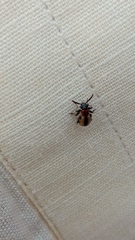 Crioceris paracenthesis