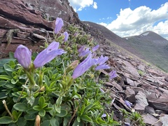 Penstemon ellipticus