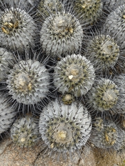 Copiapoa dealbata