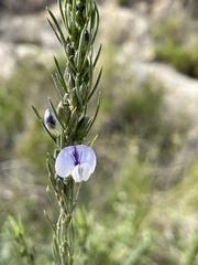 Psoralea