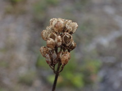 Triantha glutinosa