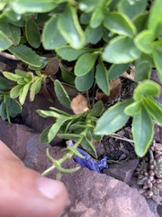 Penstemon ellipticus