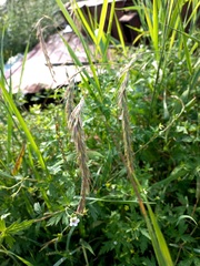 Elymus sibiricus