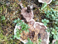 Hydnellum peckii