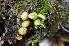 Bulbophyllum nutans